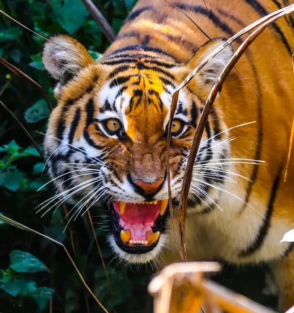 Wildlife & Photography Tours