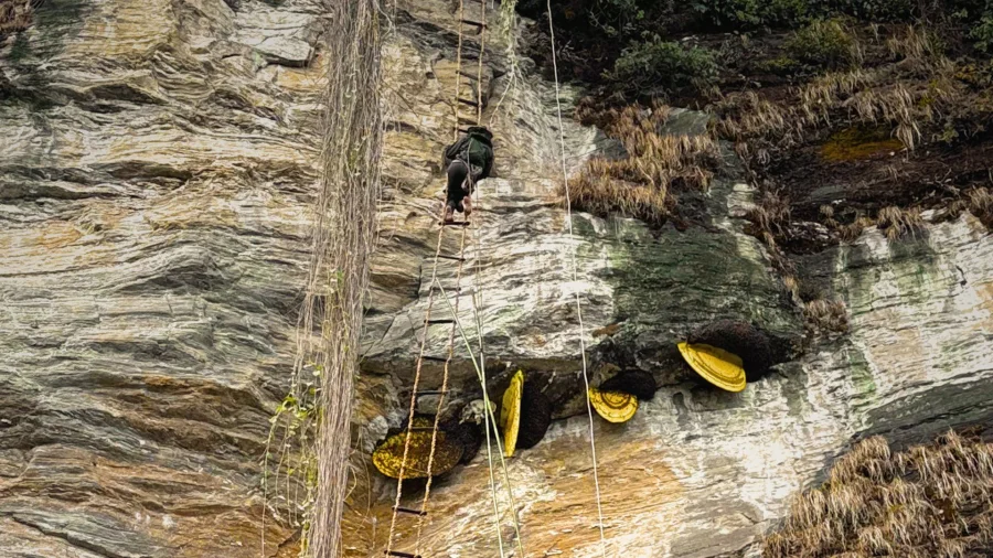 Wild Himalayan Honey Hunting 